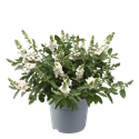 Bild von Vp Buddleia davidii P19 Chrysallis white